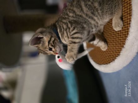 Zuckersüße Bengal-Mix Kitten suchen ihr Für-immer-Zuhause