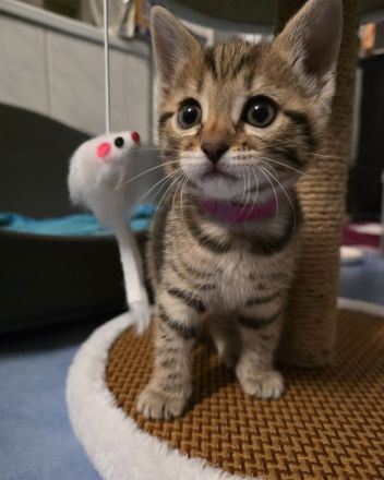 Zuckersüße Bengal-Mix Kitten suchen ihr Für-immer-Zuhause