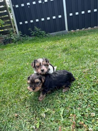 Liebevolle Yorkshire-Terrier-Welpen suchen ein neues Zuhause