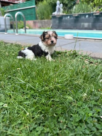 Liebevolle Yorkshire-Terrier-Welpen suchen ein neues Zuhause