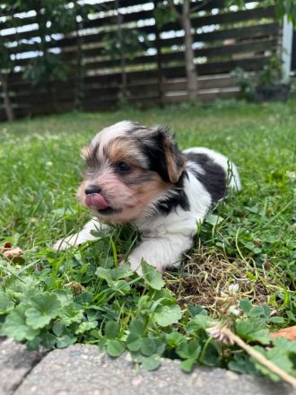 Liebevolle Yorkshire-Terrier-Welpen suchen ein neues Zuhause