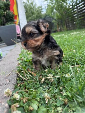 Liebevolle Yorkshire-Terrier-Welpen suchen ein neues Zuhause