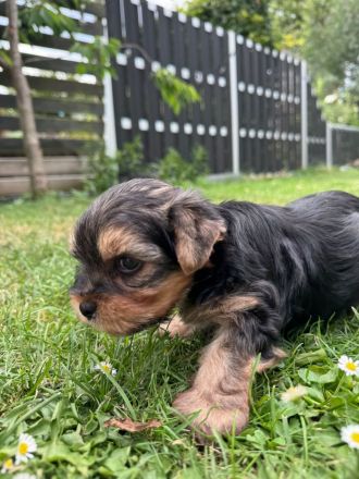 Liebevolle Yorkshire-Terrier-Welpen suchen ein neues Zuhause