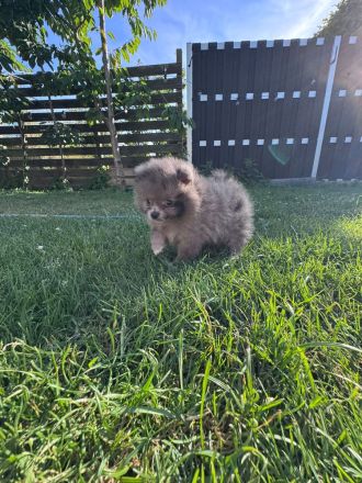 Pomeranian Zwergspitz Welpen Teddy-Gesichter mit wunderschönem Fell