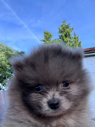 Pomeranian Zwergspitz Welpen Teddy-Gesichter mit wunderschönem Fell