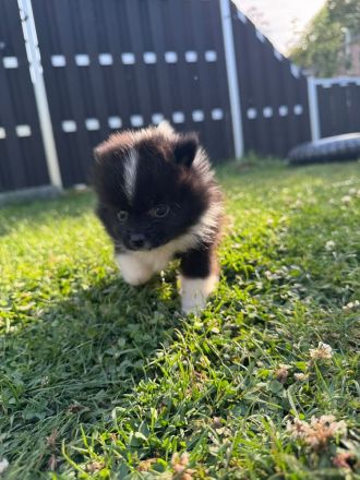Pomeranian Zwergspitz Welpen Teddy-Gesichter mit wunderschönem Fell