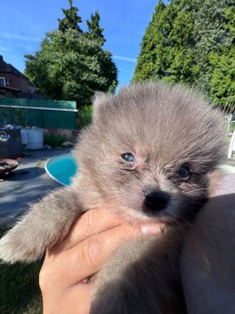 Pomeranian Zwergspitz Welpen Teddy-Gesichter mit wunderschönem Fell