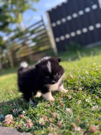 Pomeranian Zwergspitz Welpen Teddy-Gesichter mit wunderschönem Fell