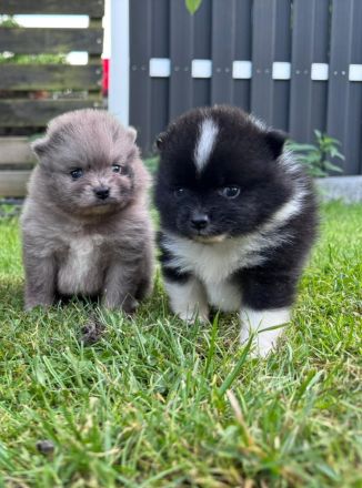 Pomeranian Zwergspitz Welpen Teddy-Gesichter mit wunderschönem Fell