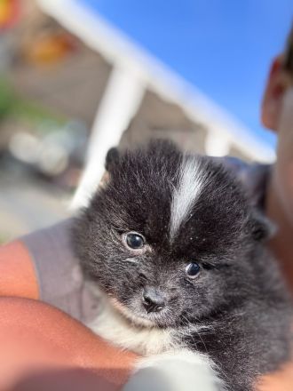 Pomeranian Zwergspitz Welpen Teddy-Gesichter mit wunderschönem Fell