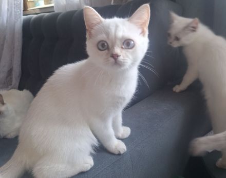 Dringend suchen BKH Kitten neues Zuhause