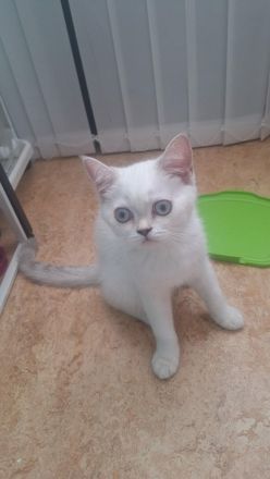 Dringend suchen BKH Kitten neues Zuhause