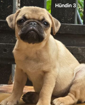 Auzugsbereite liebevolle Retro Mops Welpen