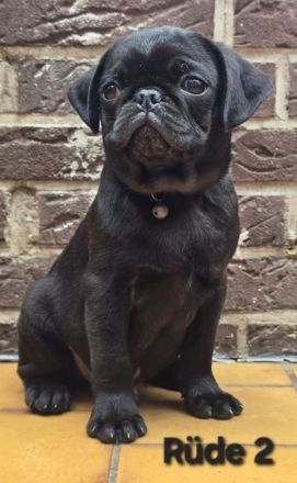 Auzugsbereite liebevolle Retro Mops Welpen