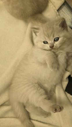 Wunderschöne BKH Kiten abzugeben