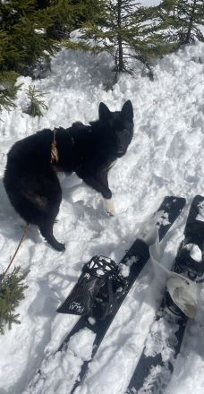 Junger, sportlicher Mischlingsrüde Yoru (knapp 2 Jahre) sucht hundeerfahrene Familie / Lebensplatz