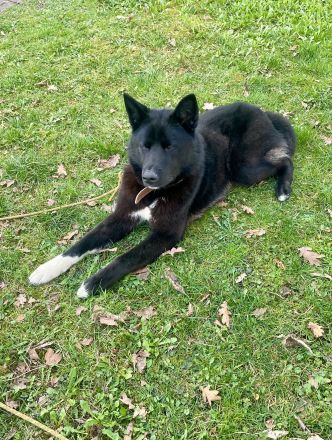 Junger, sportlicher Mischlingsrüde Yoru (knapp 2 Jahre) sucht hundeerfahrene Familie / Lebensplatz
