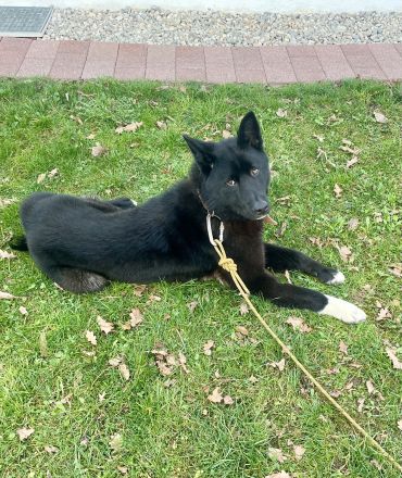 Junger, sportlicher Mischlingsrüde Yoru (knapp 2 Jahre) sucht hundeerfahrene Familie / Lebensplatz