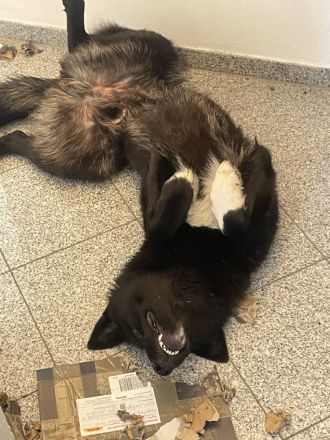 Junger, sportlicher Mischlingsrüde Yoru (knapp 2 Jahre) sucht hundeerfahrene Familie / Lebensplatz