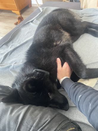 Junger, sportlicher Mischlingsrüde Yoru (knapp 2 Jahre) sucht hundeerfahrene Familie / Lebensplatz