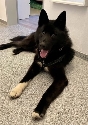Junger, sportlicher Mischlingsrüde Yoru (knapp 2 Jahre) sucht hundeerfahrene Familie / Lebensplatz