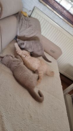 Reinrassige Britisch Kurzhaar Kitten mit Stammbaum Bkh