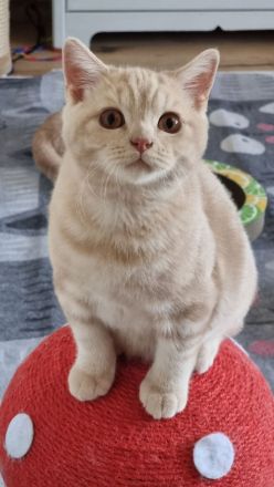 Britisch Kurzhaar Kitten mit Stammbaum Bkh Reinrassig Katze