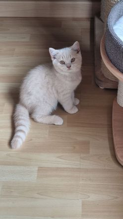 Reinrassige Britisch Kurzhaar Kitten mit Stammbaum Bkh