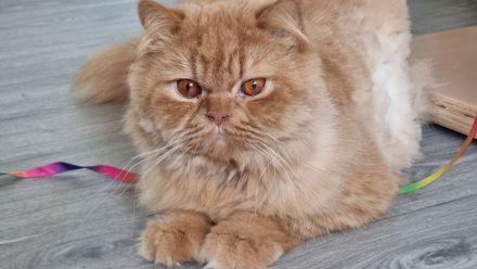 Reinrassige Britisch Kurzhaar Kitten mit Stammbaum Bkh