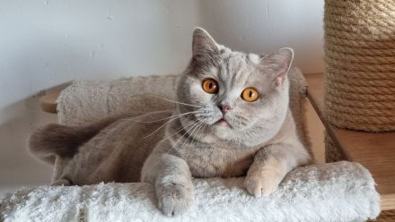 Reinrassige Britisch Kurzhaar Kitten mit Stammbaum Bkh