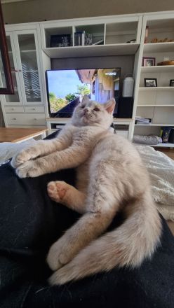 Reinrassige Britisch Kurzhaar Kitten mit Stammbaum Bkh