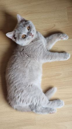 Reinrassige Britisch Kurzhaar Kitten mit Stammbaum Bkh