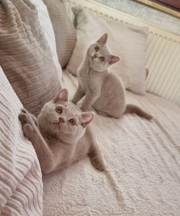 Reinrassige Britisch Kurzhaar Kitten mit Stammbaum Bkh