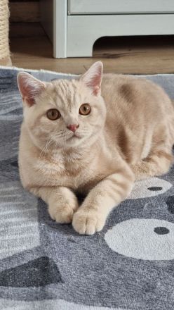 Britisch Kurzhaar Kitten mit Stammbaum Bkh Reinrassig Katze