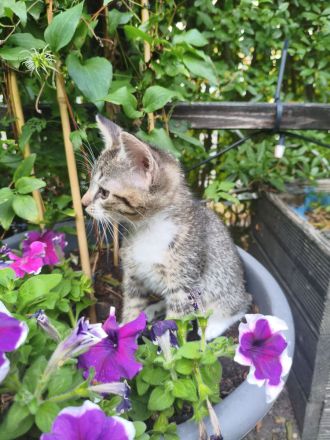 EKH Mischling Katze Kitten Babykatze Kätzchen