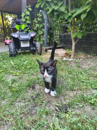 EKH Mischling Katze Kitten Babykatze Kätzchen
