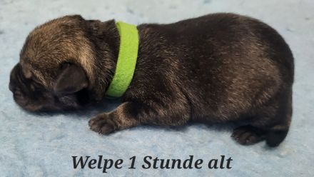 vom Wesenswart