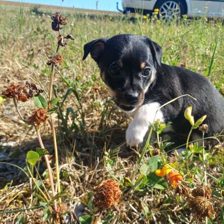 Zwergpinscher Mix Welpen
