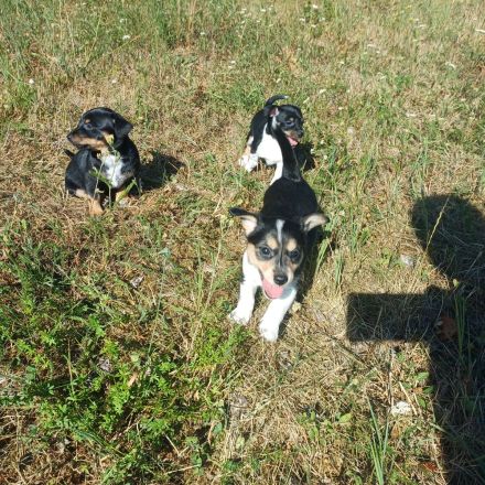 Zwergpinscher Mix Welpen