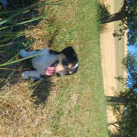 Zwergpinscher Mix Welpen