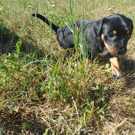 Zwergpinscher Mix Welpen