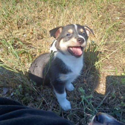 Zwergpinscher Mix Welpen