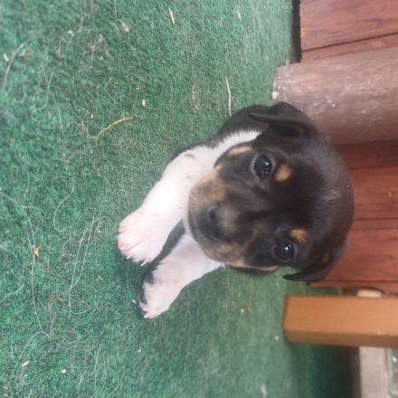Zwergpinscher Mix Welpen