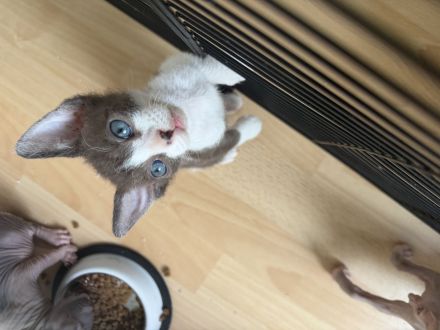 Sphynx Elf Kitten zur Reservierung
