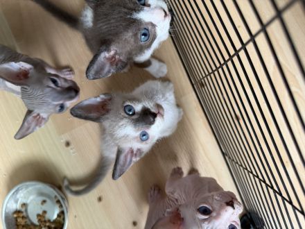 Sphynx Elf Kitten zur Reservierung