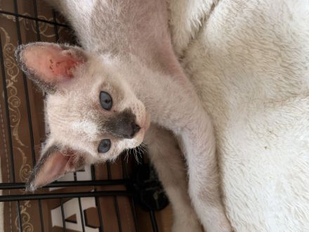 Sphynx Elf Kitten zur Reservierung