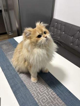 BLH Deckkater