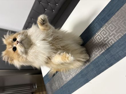 BLH Deckkater