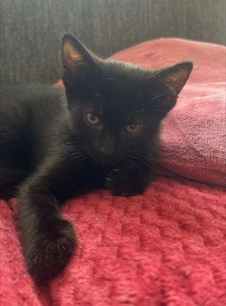 Mini miez sucht Kuschelcouch