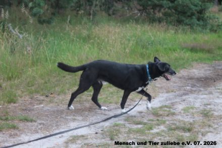 Nino sucht aktive Menschen
